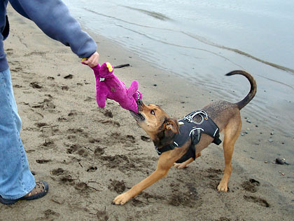 Caira Sue pulls Barney from Adam