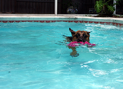 wolfie swims with barney