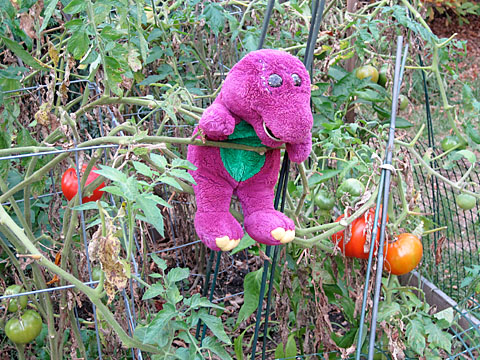 killbarney tomatoes