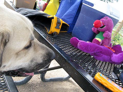 titus sniffs barney