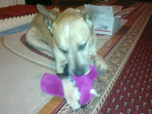 Monkeydog Ruby Attacks Barney