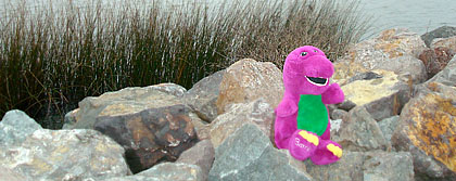 Barney hides from Caira Sue at Sherman Island